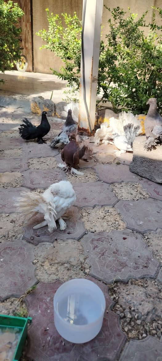 السلام عليكم عرايس للبيع مال بيت نضيفات وحلوات
موبايل:*********** بي واتساب بغداد العبيدي
