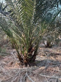 نخيل برحي • امهات وكعيديات • ٢-٤ فسائل