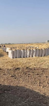 أربيل • ماكو تفاصيل