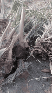 شوثيات ١٠ لثواب
مكاني رميثه العارضيات
لي يريد يجي ياخذهن لا فلوس شالوع ولا شي
بثواب راعيهن 
غير متواجد ع فيس
رقم وتصل ***********
