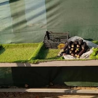 ميز مخضر • عدد٣ • حي الحسين جديد