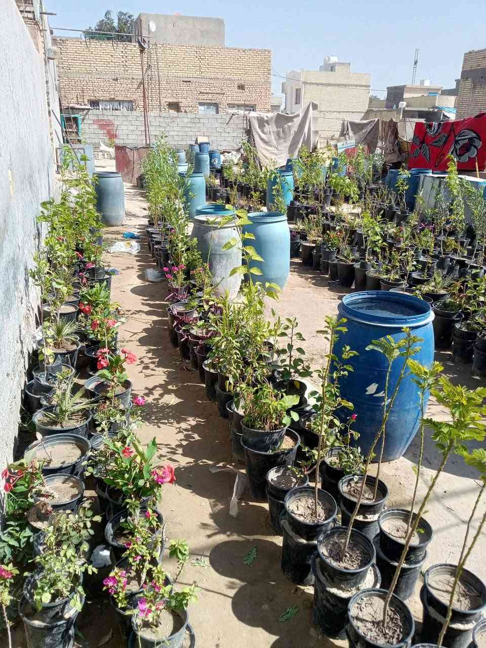 السلام عليكم ورحمه الله وبركاته وبعد مشتل الحوراء في سبع البور منطقة الصطعش مجاور الاحمدي للتزود بلوقود بلقرب من مرطبات المصطفى شارع النخله  سابع دار علا اليمين  مقابل صورة الشهيد البطل احمد ناصر علوان الفريجي يوجد لدينا ورد الصباح بخمسمئة دينار الددونيه والكابرس والفكس ألف دينار  وشوكة المسيح  ولياس ألف وربع  الواشنطن والبنفسجيه اليهوديه ألف ونصف  الزيتون والورد الجوري السلطاني الفين دينار  الرازقي والتين الفين ونص  التكي الكندي والاكاسيه المصرية والرمان القومي والجهنميه المتسلقه ثلاثة آلاف دينار  النبك  التفاحي والعرموطي خمسة آلاف دينار والثيل الهندي حسب الطلب ونحن من نزرعه  أو انتم وفي الختام تحيه وسلام لكل المساهمين في سبع البور لنحولها خضراء ومثمره  وهوائها عليل ليلها ونهارها جميل....بجهود الرجال والنساء والاطفال والشيوخ وبعون من الله تعالى وبركاته. هاتف*********** والثاني *********** ومن الله التوفيق والنجاح الدائم للجميع اخوكم السيد علي الحسيني ابو عراق
