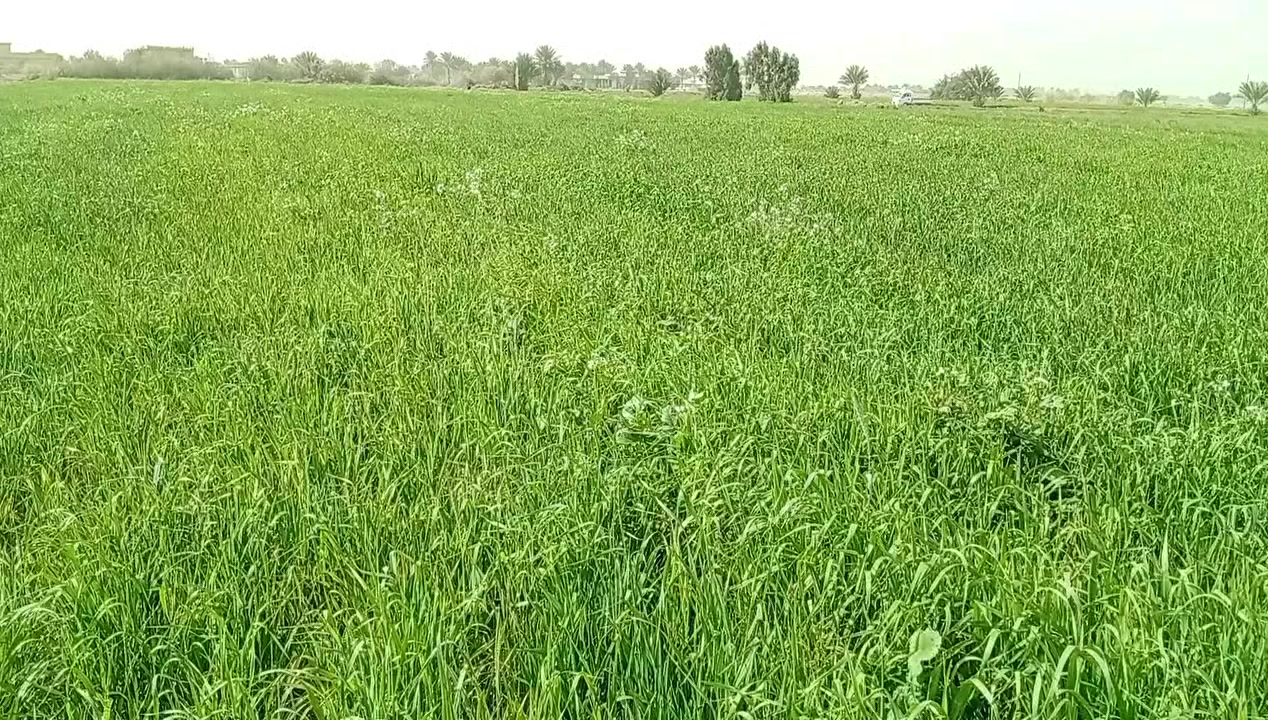 السلام عليكم ضمان حنطه 25 دونم  بيهه مي وطريق حنطه ثخينه مثل ماتشوفه بل فيديو   
المكان منطقت العوادل 
الاتصال ***********
