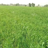 ضمان حنطه 25 دونم  بيهه مي وطريق حنطه ثخينه مثل ماتشوفه بل فيديو    ال...