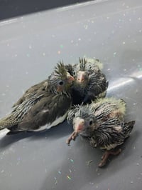 افرخ كوكتيل • طيور