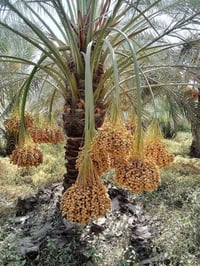 يوجد فسائل بريم وتبرزل للبيع مكلف ب النشر للستفسار الاتصال عله صاحب ال...