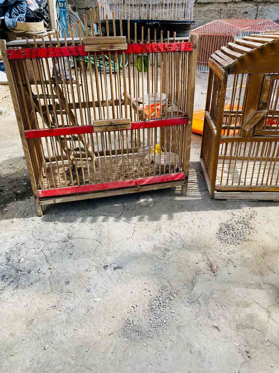 قفاص بلابل البيع شلع بيع كبار وزغار وبيهن 2 خشب ب 40 قفل الشراي ينتصل ***********
