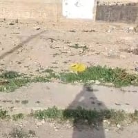 طابو • تولة فروش • ١٥٠م