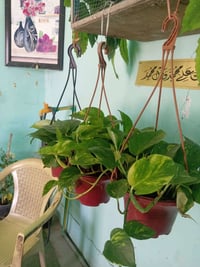 مشتل • تخفيضات عيد الاضحي • توصيل وزراعة