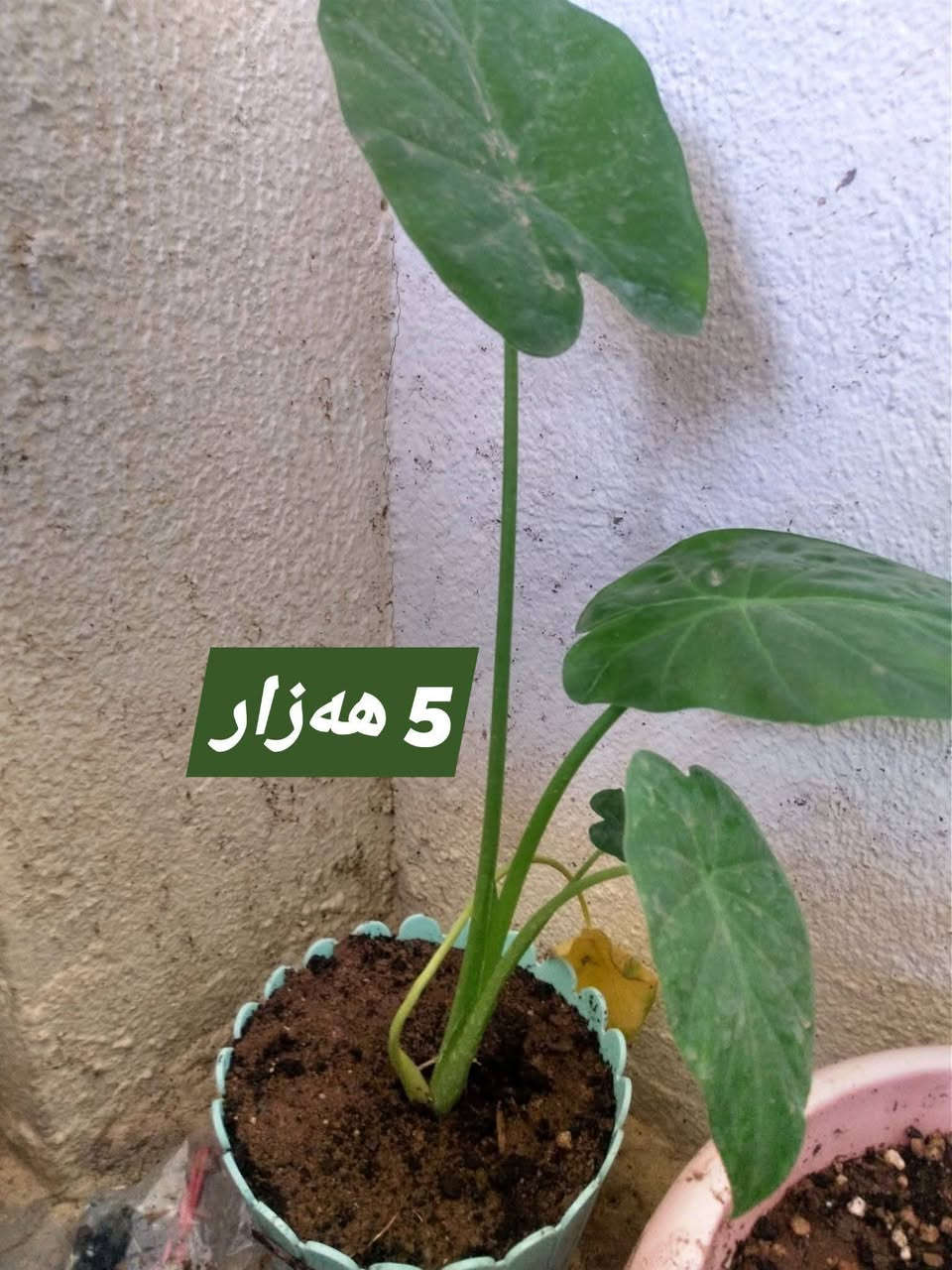 بۆ فرۆشتن گەیاندنیش هەیە


**إذا كنت صاحب هذا الإعلان وتريد حذفه لأي سبب، رجاءا أرسل رسالة إلى الدعم الفني**