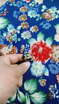 داودي قديم • أحمر • نثية وفحل