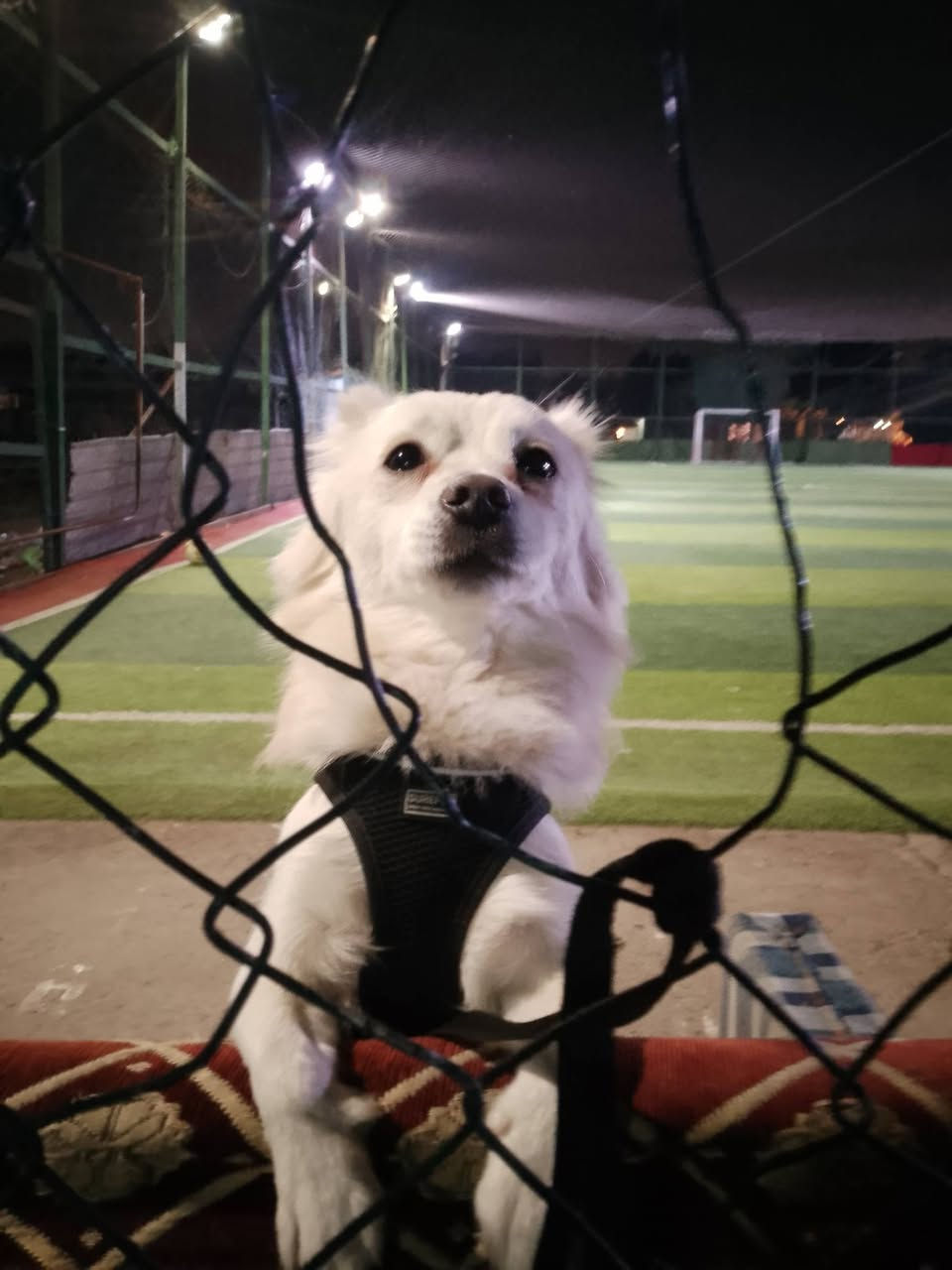 كلب لولو فوكس ضائع الي يلكا اله مكافئه ***********
