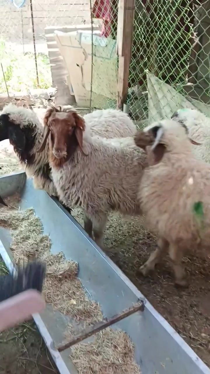 يا الله اللهم صلِّ على محمد وآل محمد 🌺طليان ذكوره سمان خير من الله يرهمن كصابه سعر الواحد ٣٥٠ وبيهن مجال حك جيه ان شاءالله مكان ناصريه مركز تصل واتساب ***********
