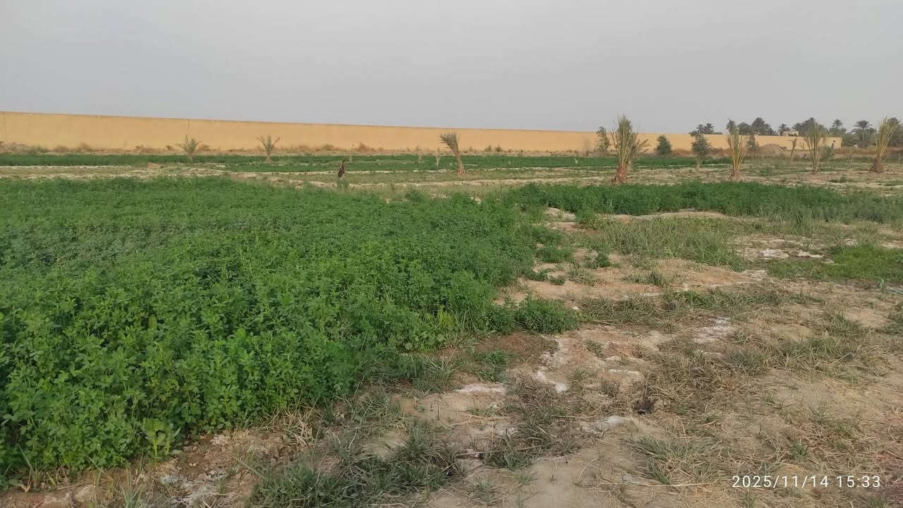 دونمين البيع في الدغارةمرمض  ***********
