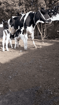 اللهم صلي على محمد وآل محمدبجر هولشتاين رقم واحد ام 2بطن وراها توم عجل وبجر خشانه وماعون وهيكل مفصل تفصال ارتفاع 9بلوكات حليب خيرات الله ودسامه وهداوه طفل مره رجال اي شخص يحلب متعهده بكافه شروط الجني للاستفسار ***********بابل ناحيه الشوملي يوجد توصيل للمحافضات ***********
