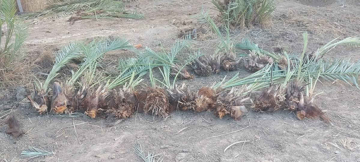 فسائل شويثي اصفر درجه اولى خشنات سعر الفسيله٧ مشلوعات اليوم  
للإستفسار الاتصال ***********
غير متواجد على نت
