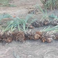 فسائل شويثي اصفر درجه اولى خشنات سعر الفسيله٧ مشلوعات اليوم   للإستفسا...