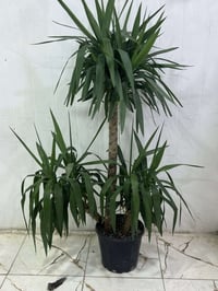 بصرة زبير • مونساي • صباريات تايلندي