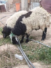 غنم • زوج • الانتصار بغداد