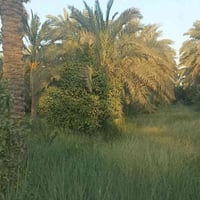 يتوفر قطعه ارض مساحه 240 متر طابو ملك صرف سكني واقع الحال 400 العلم قط...