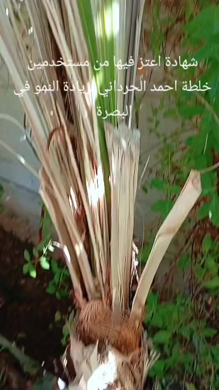 #شهادة_اعتز_فيها من مستخدمين خلطة احمد الحرداني في البصرة 
#للحجز_مراسلتنا


**إذا كنت صاحب هذا الإعلان وتريد حذفه لأي سبب، رجاءا أرسل رسالة إلى الدعم الفني**