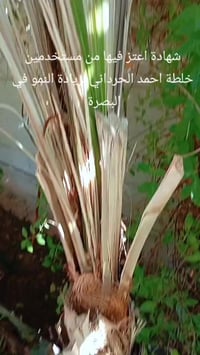 خلطة أحمد الحرداني • البصرة • شهادة اعتز