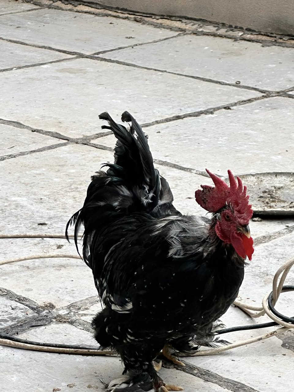 اللهم صل على محمد وال محمد- اخوان متاح ديج ودجاجه كوش الدجاجه تبيض ومتاح ديوجه عدد 2 عرب مع طيور دجاج عرب عمرهن شهرين او اكثر عددهن العنوان ديوانيه ام الخيل راسلني وبالخدمه حجز ماكو


**إذا كنت صاحب هذا الإعلان وتريد حذفه لأي سبب، رجاءا أرسل رسالة إلى الدعم الفني**