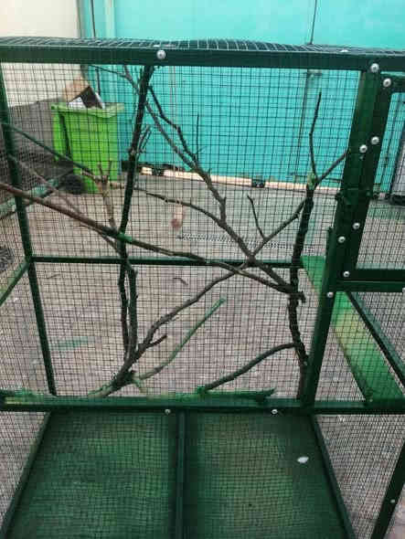 قفص طيور حب شغل حديد عرض متر ارتفاع ١٢٠ نزال ٦٠ السعر ٥٠ رقم *********** البصرة
