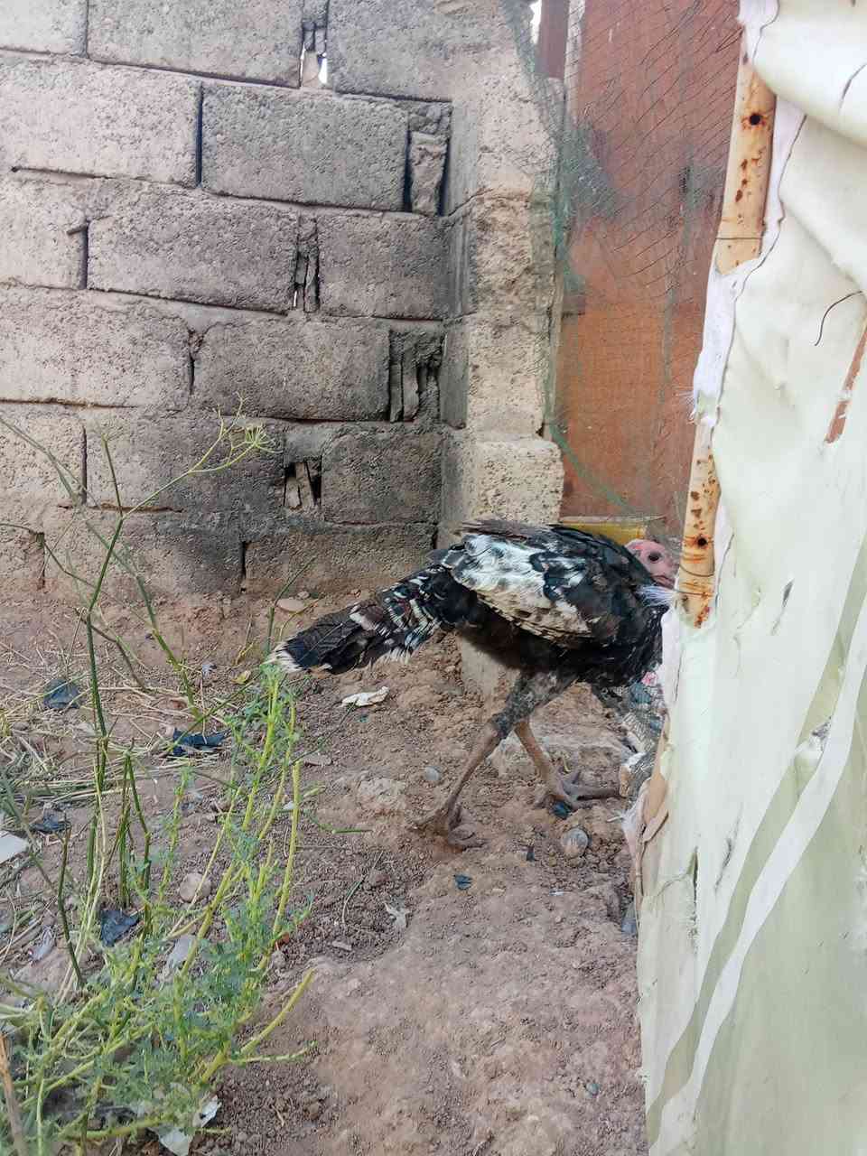 متاح
زوج فسيفس هولندي اصلي
صحتهم خير من الله 
ملقحين كامل رباعي وخماسي زيتي
نشاطه فول خشانه فول
فحل ونثيه
عمرهم فوك ال ٤ اشهر
سعرهم اثنينهم ب 60 الف
عنواني موصل ايسر كوكجلي 
خاص مفتوح


**إذا كنت صاحب هذا الإعلان وتريد حذفه لأي سبب، رجاءا أرسل رسالة إلى الدعم الفني**
