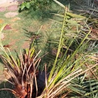 فسائل نخل شويثي لبيع اتصل على رقم الهاتف 07822870328