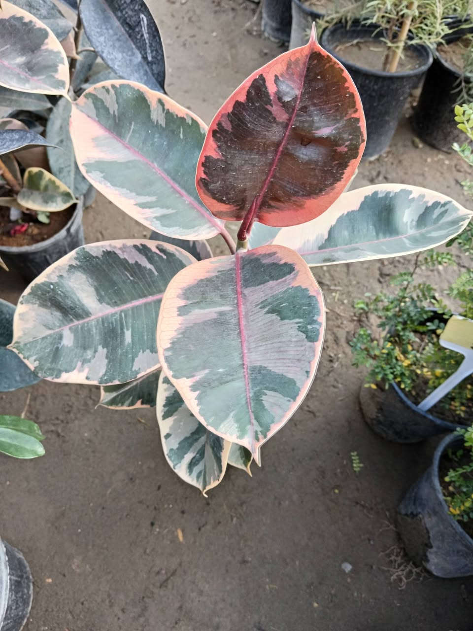 متوفر نبات المطاط الضلي 😍

٣ اشكال 

مرقط عسكري
اخضر 
اسود 

سعر الشتلة 7.000 الاف فقط 😍

#العنوان_القائم_حصيبة 
شارع ابو رندة القديم شارع صيدلية النبع مقابل قرطاسية ديار الأمل 

الإتصال *********** مشتل ابوبكر
