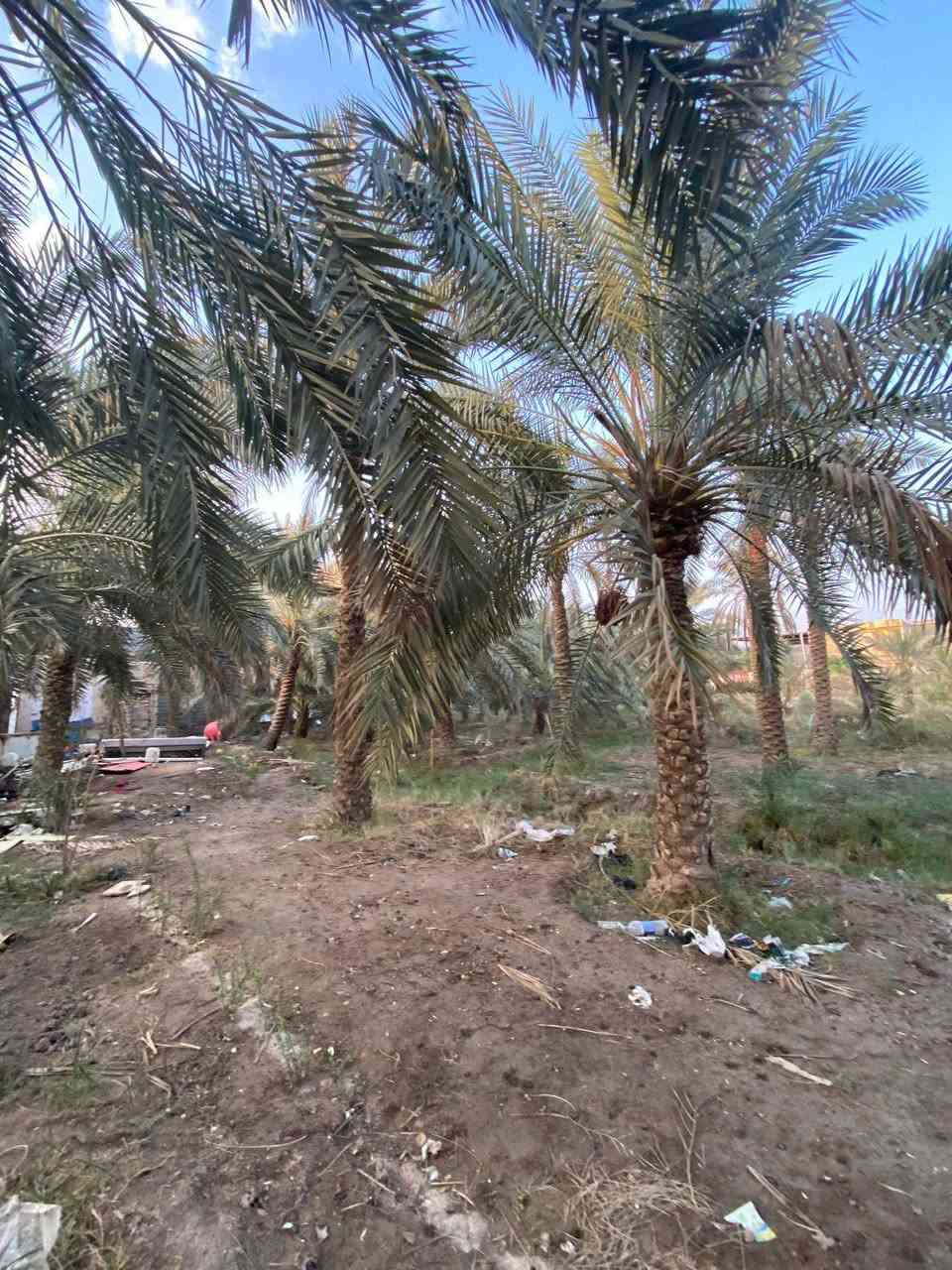 السلام عليكم ورحمة الله وبركاته
تتوفر قطعه ارض بمساحه ٤٠٠٠ متر 
طابو ملك صرف تحويل سهم بلاسم 
مثل ما موضح بصوره ارض صالحه لزراعه 
والنخيل ماشاءالله متنوع وبيها انواع من النخيل تتوفر كافه الخدمات ماء كهرباء 
شارع 🔟 متر الموقع بصره ابو الخصيب حمدان سعر الدونم ٤٧٥ وقابل للتفاوض 
للاستفسار عن العقار
***********
