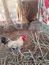 ديج شمسي • ناحية المشاهده • واتساب