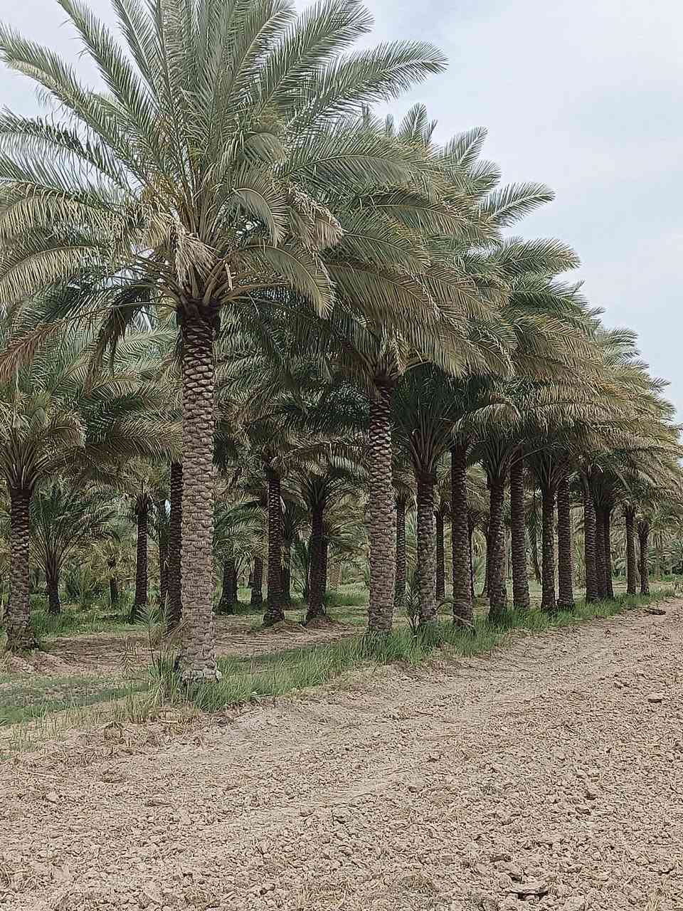 بستان للبيع المساحة 3 ارباع الدونم  الواجهة 20 متر طابو زراعي سند 25 تحويل مباشر بأسم المشتري بيهه نخل انواع
 (زهدي- خستاوي- خضراوي-دگل)
عدد 40 نخلة 🌴🌴🌴
خدمات مي كهرباء شارع تبليط 
السعر 110 مليون وبيهة مجال شوية العنون كربلاء الحسينية

 للأستفسار مراجعة الصفحة


**إذا كنت صاحب هذا الإعلان وتريد حذفه لأي سبب، رجاءا أرسل رسالة إلى الدعم الفني**