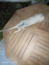 صالنصه 120بلاديه قطره لحيم مابيه للبيع سعر 20الف للتواصل 07724111280 و...