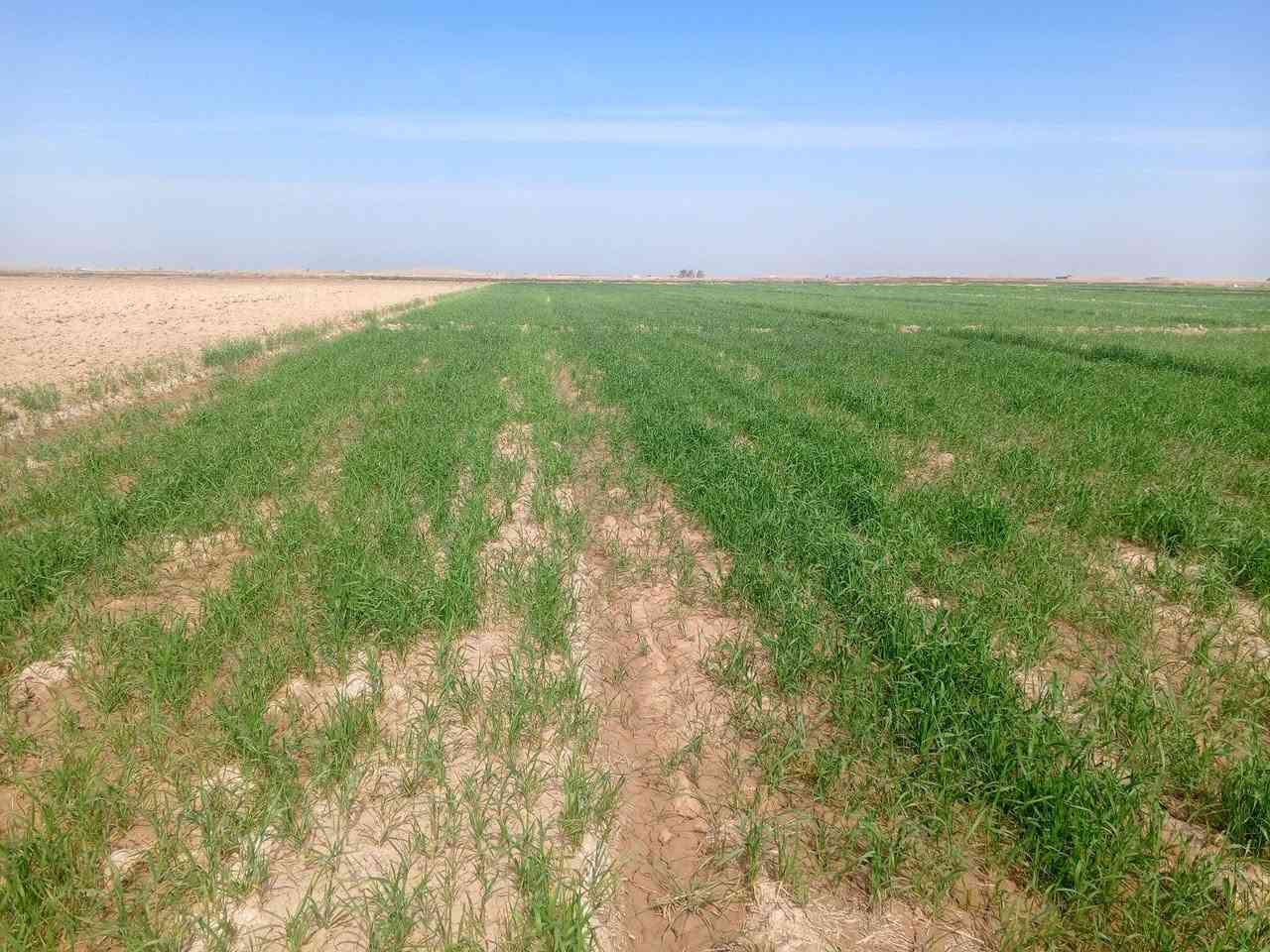 ارض زراعيه للبيع 7 دونم استصلاح في واسط الشحيمية قريه 3 رقم ***********
