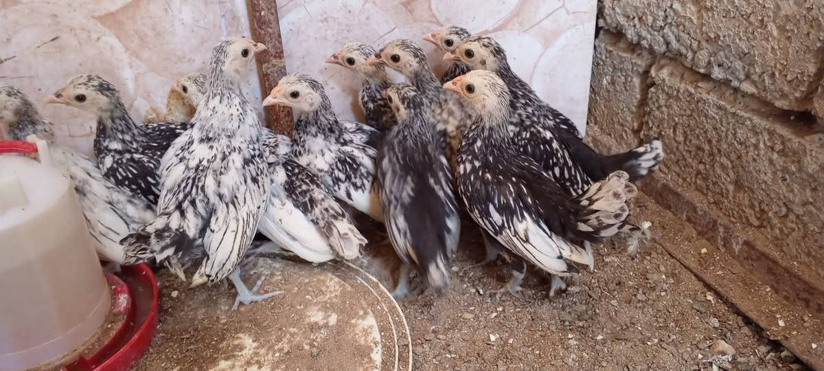 متاح افر!اخ اسباني سبرايت العدد 5 ازواج وتك فارقات الديج من الفروجه تريد زوج ديج وفروجه او تريد شلع الزوج ب25 قفل صور الامهات بالمنشور


**إذا كنت صاحب هذا الإعلان وتريد حذفه لأي سبب، رجاءا أرسل رسالة إلى الدعم الفني**