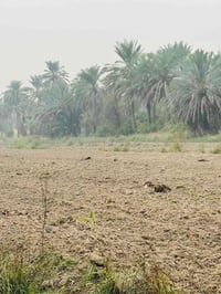 ٣٠٠٠م • طابو ملكي • زراعي