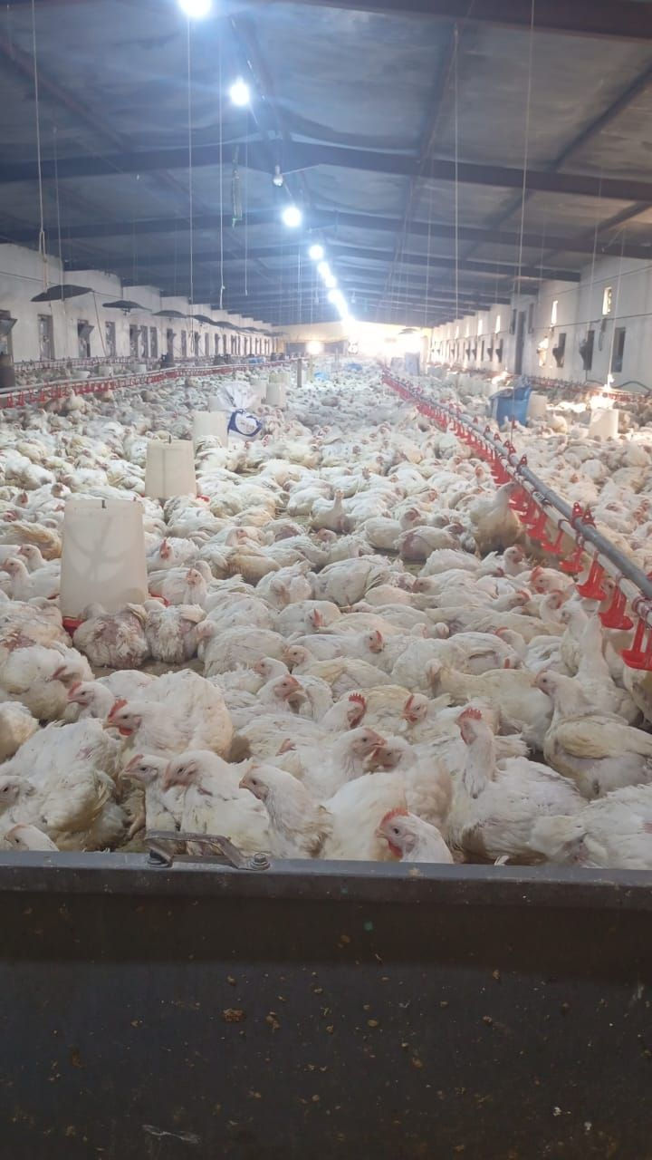 يعلن خان دجاج بركات القاسم عن بيع كيلو دجاج 2750بلاش2750بلاش العنوان مقابيل شارع التجاري بصوب ثاني يم عمود 740 سعر2750بلاش الحجز***********
