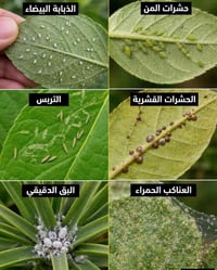مكافحة حشرية وفطرية • نباتات ونخيل