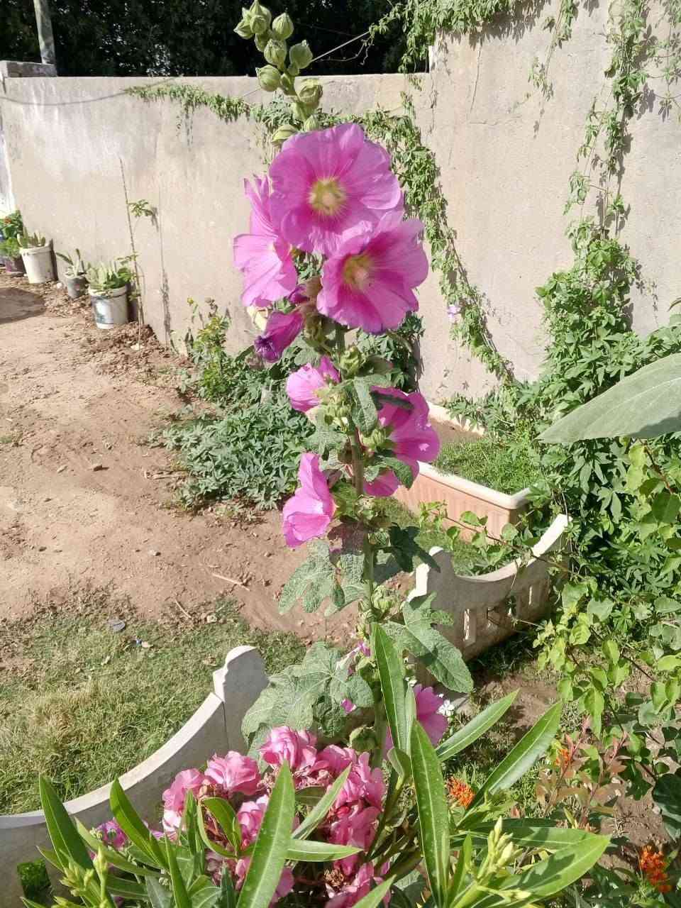 يوجد خدمة توصيل لجميع المحافظات العراق الحجز والستفسار مرسلتنا خاص


**إذا كنت صاحب هذا الإعلان وتريد حذفه لأي سبب، رجاءا أرسل رسالة إلى الدعم الفني**