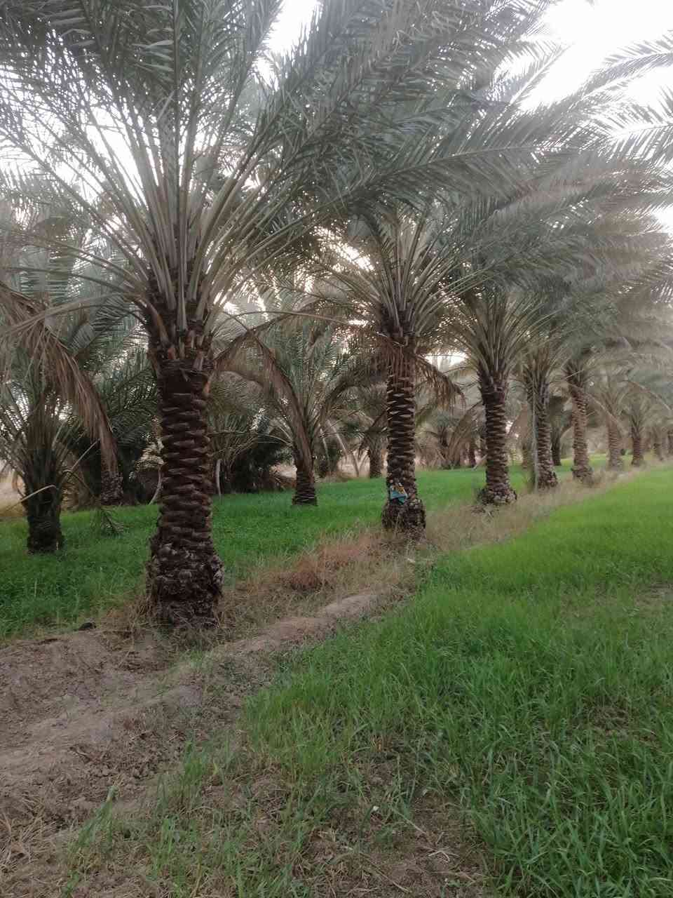 بستان للبيع مساحة اربعة دونم منطقة الابراهيميه مقابل قناة كربلاء تبعد عن قناة كربلاء كيلوين فلاحة ملاجه يحتوي على أكثر من ١٥٠ نخله حماله سعر الدونم ١٢٥ مع مجال قليل للشراي *********** أبو أحمد الاسدي واجهة البستان ٣٢ ونزال أكثر من ١٥٠ متر الوجهه على نهر
