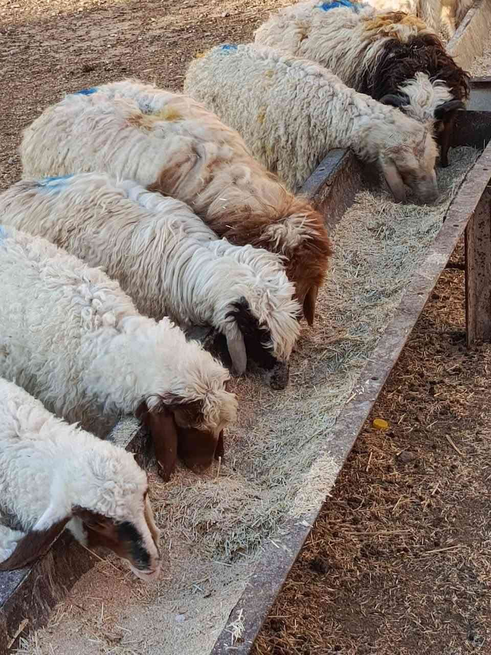 يوجد طليان عدد 6 + فطايم عدد 5 ناصحات شرط نصاحه مال ربط حلوات ومناسبات وبيع شلع العنوان بيجي رقم الهاتف
‏‪***********‬‏....‏‪***********‬‏
يوجد طليان عدد 6 + فطايم عدد 5 ناصحات شرط نصاحه مال ربط حلوات ومناسبات وبيع شلع العنوان بيجي رقم الهاتف
