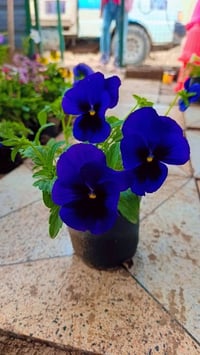 ورد طبيعي • توصيل