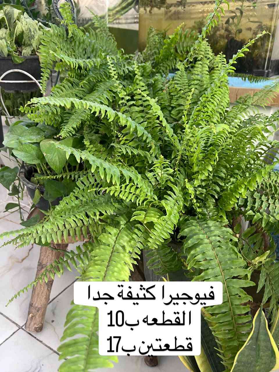 عروض يوم الجمعة والسبت استغلوها


**إذا كنت صاحب هذا الإعلان وتريد حذفه لأي سبب، رجاءا أرسل رسالة إلى الدعم الفني**
