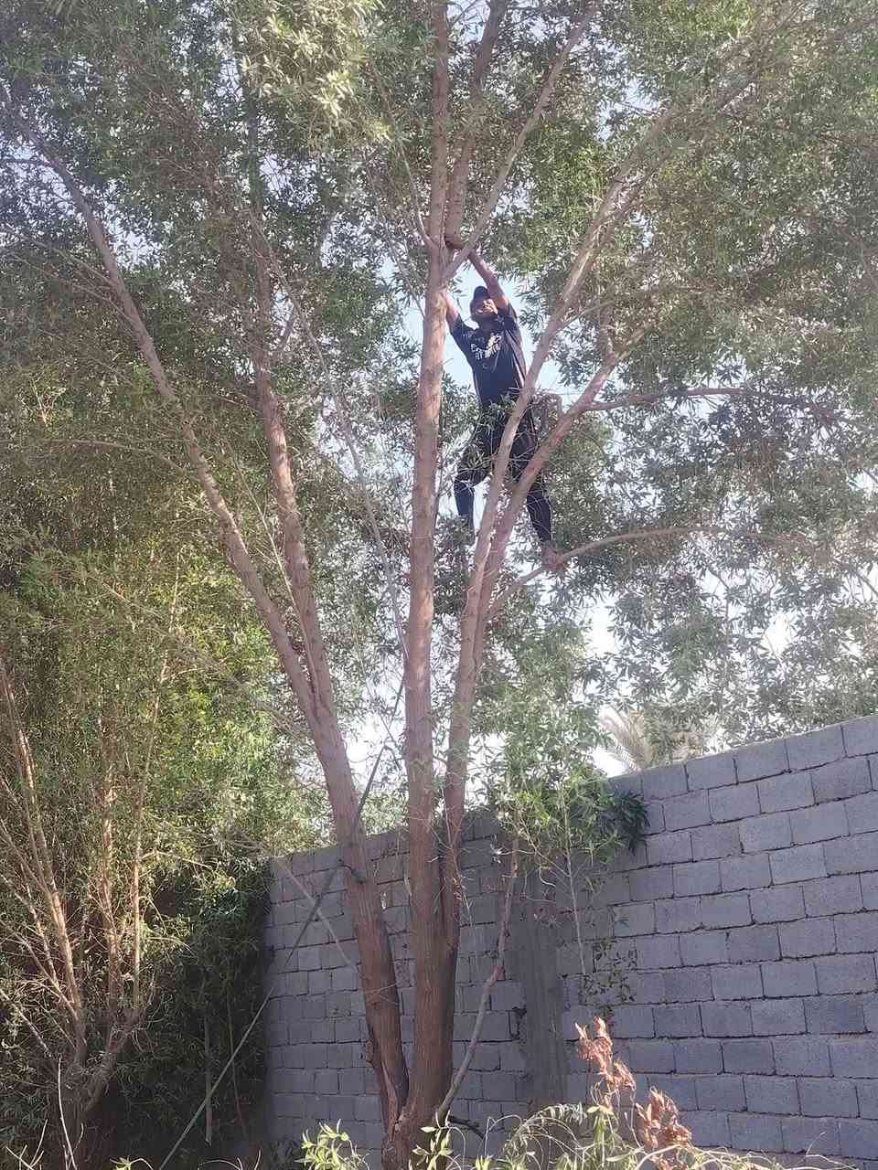 اشتري جميع الاشجار
***********
