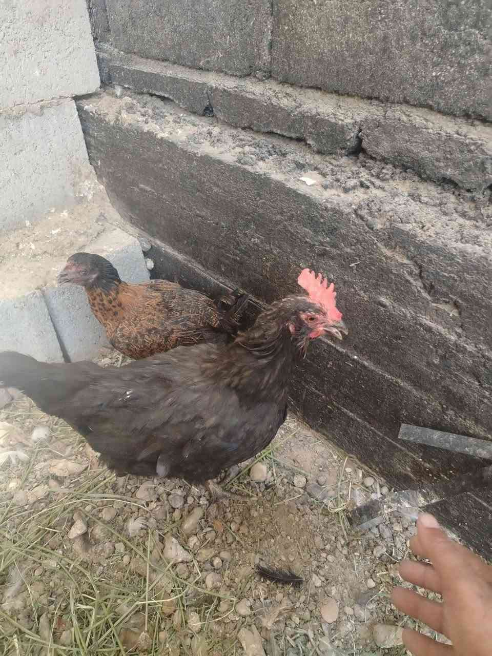 متاح دججتين عرب بس تك عين وحده بياضه وحده بعدي فروجه السعر 20 الف مكاني هيت


**إذا كنت صاحب هذا الإعلان وتريد حذفه لأي سبب، رجاءا أرسل رسالة إلى الدعم الفني**
