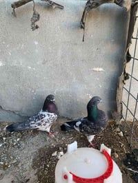 طيور • ١٨طير • قريه الصلاحيه