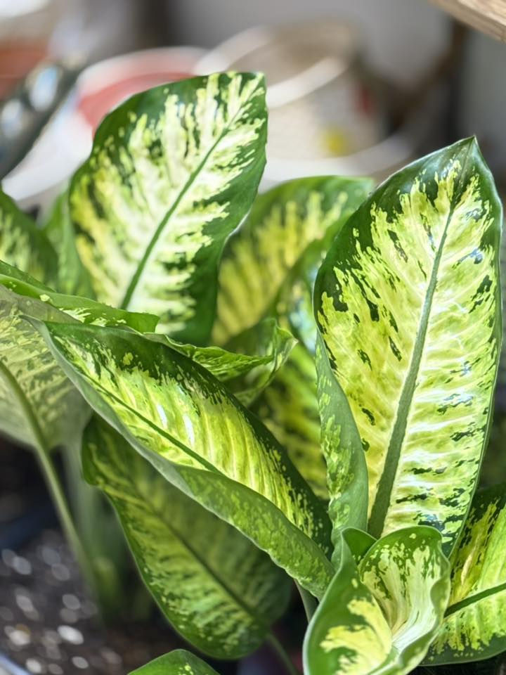 نباتات المتوفر


**إذا كنت صاحب هذا الإعلان وتريد حذفه لأي سبب، رجاءا أرسل رسالة إلى الدعم الفني**