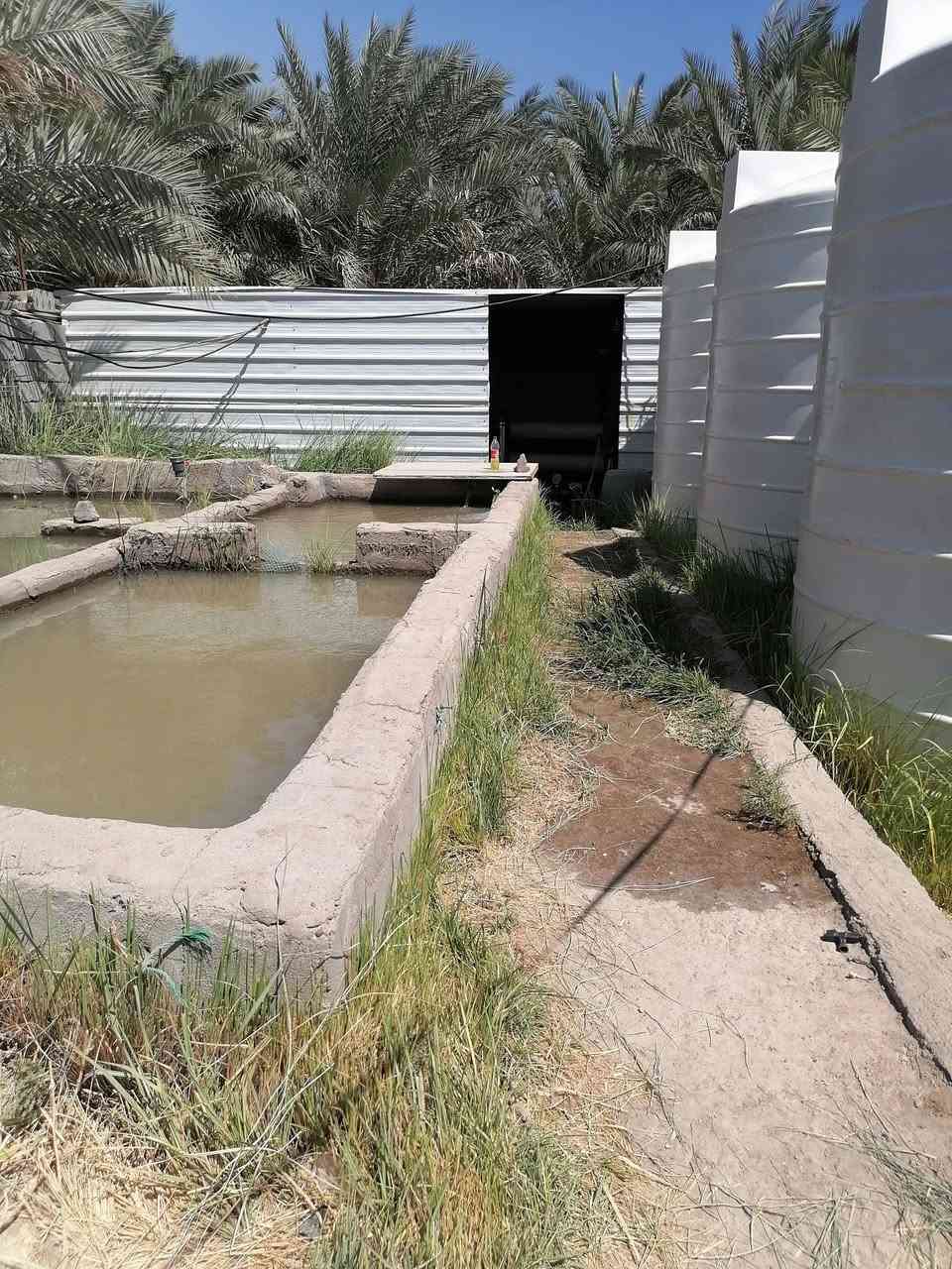 محطه ارو للبيع كامله منصوبه على أرض مؤجره ٨ طن بالساعه المحطه تشتغل حاليا تانكيات عدد ٤ كل تانكي ١٠ طن نوع سيسكو كرفان ٣ في ٣ ماطورات كهرباء ٢ مع شمعه كامله تحميل تناكر مع ماطور بانزين للتحميل الستوته والتنكر سقائف ٢ السعر ١٤٠ ورقه وبيها مجال للاتصال *********** مكان الناصريه الإسكان الصناعي
